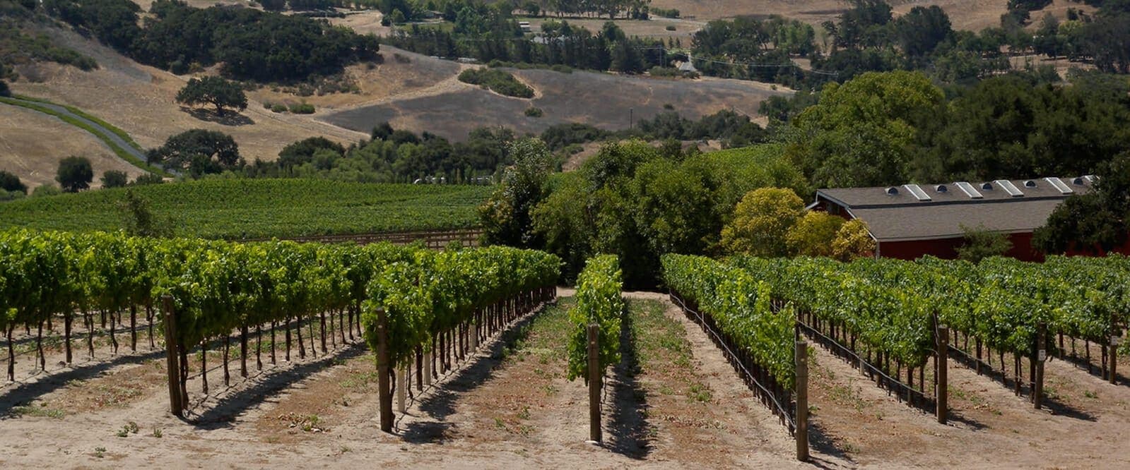 rows of grape vines