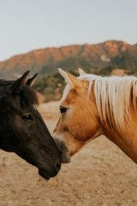 horses nuzzling