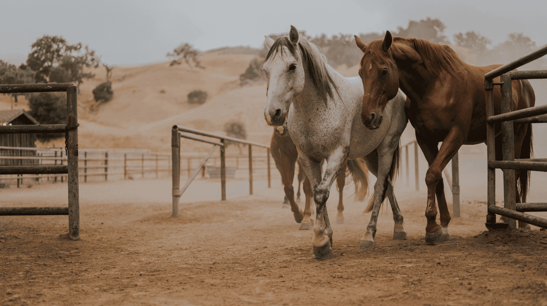 horses walking together in the paddock