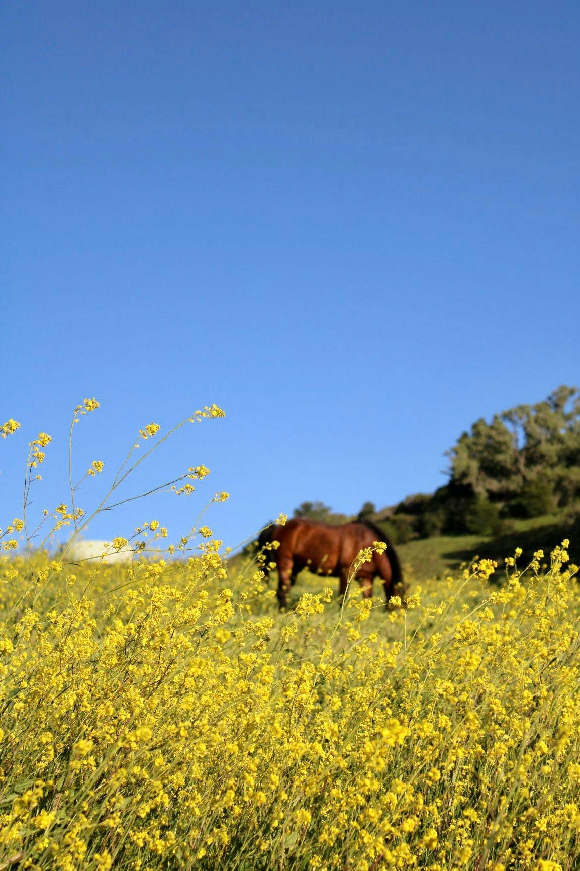 horse grazing on floral field