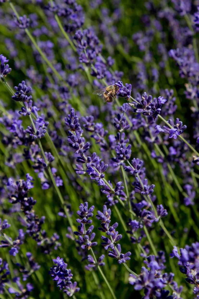 lavender field