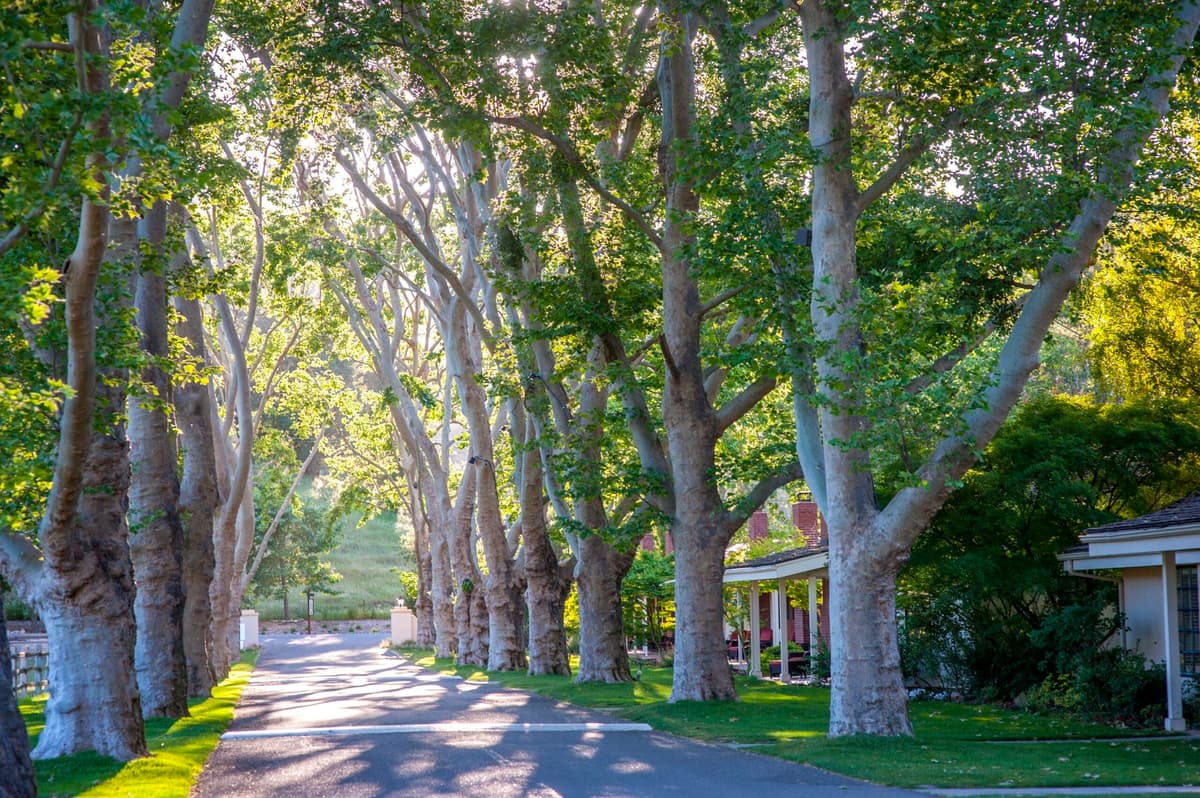 entrance driveway surrounded by trees