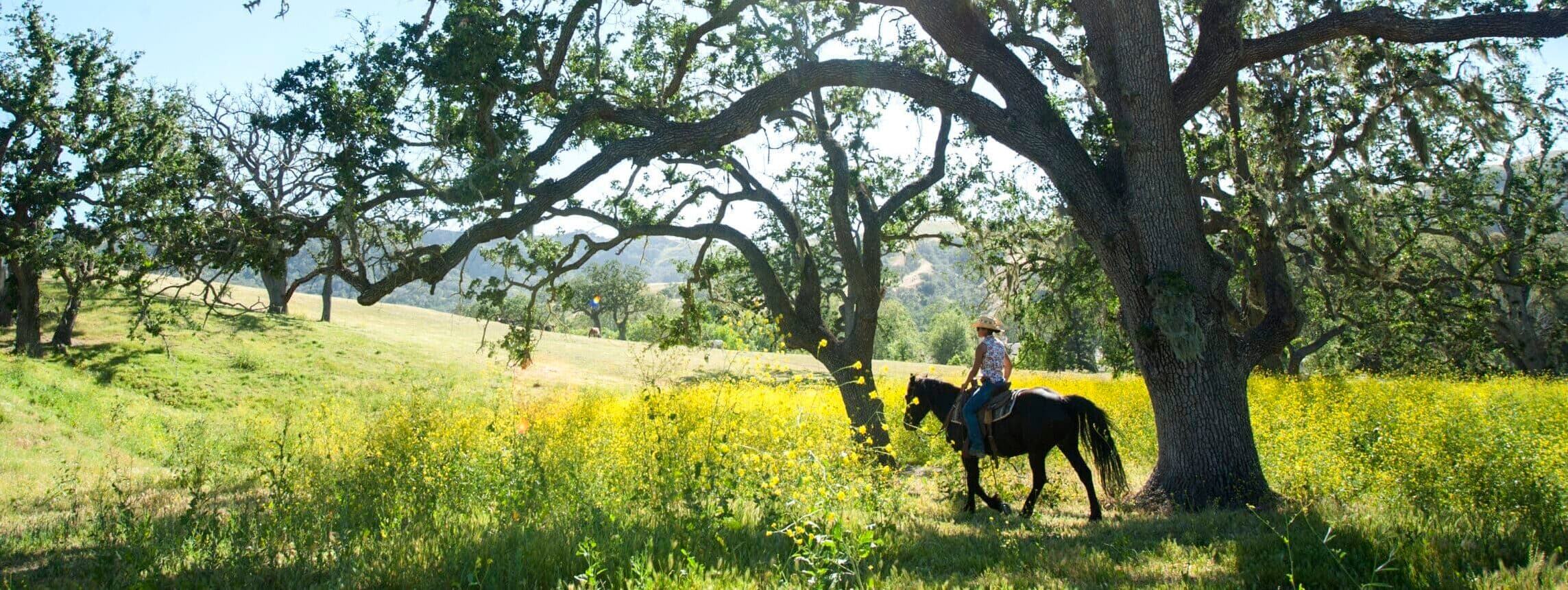 person riding horse under tree with sun peaking through branches