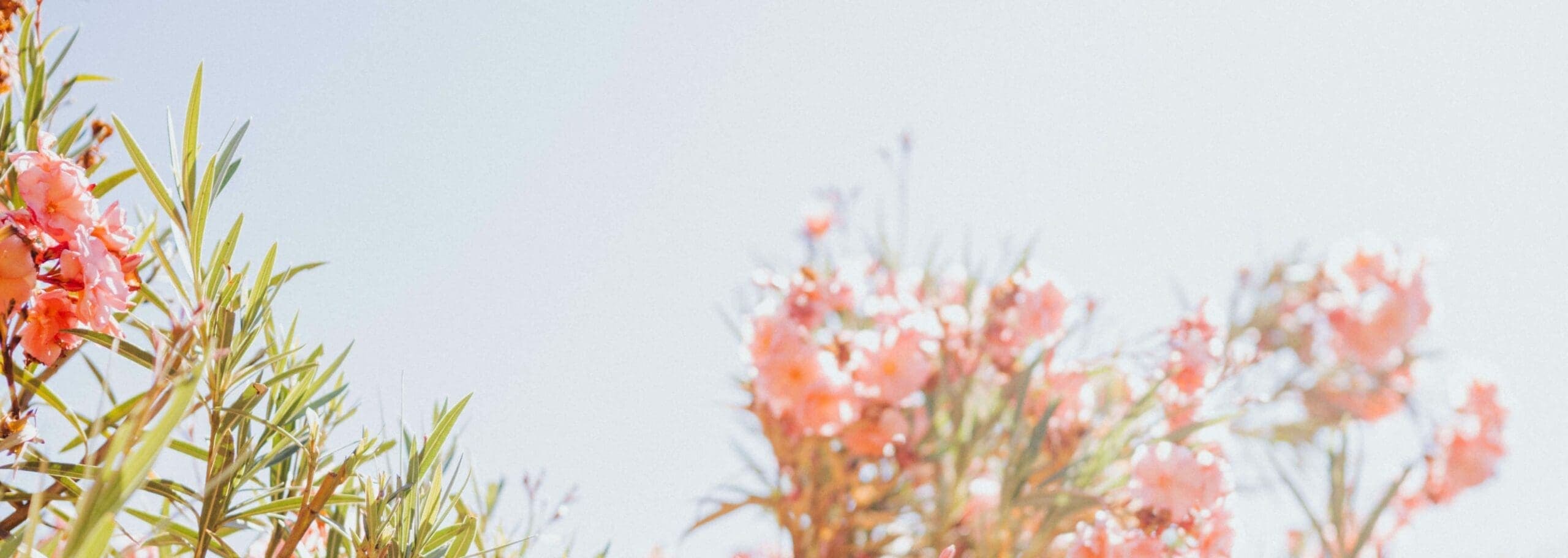 pink flowers on branches