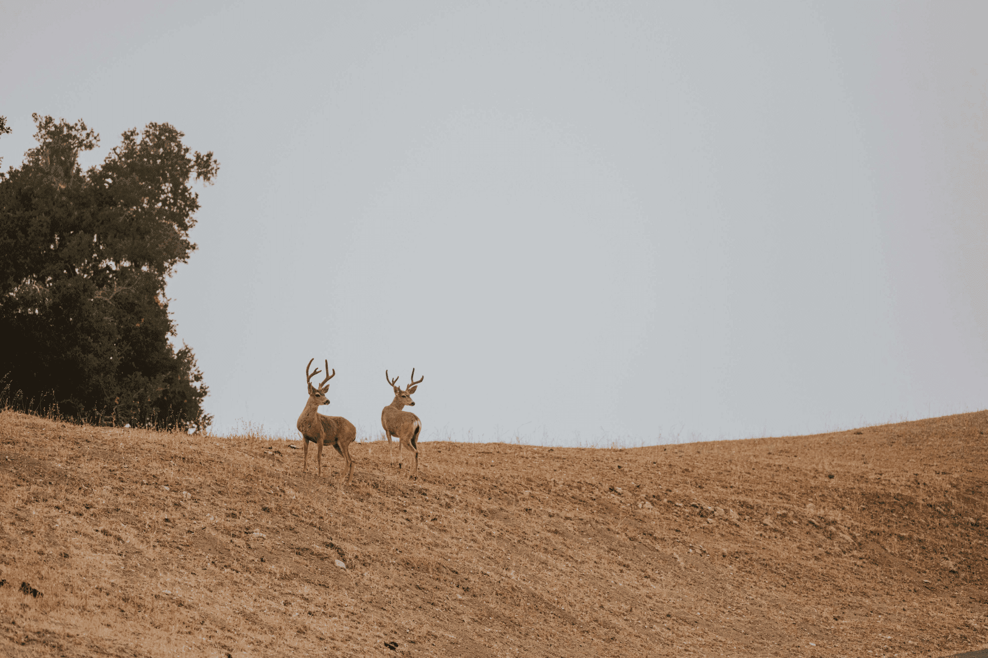 two deer standing on a hill